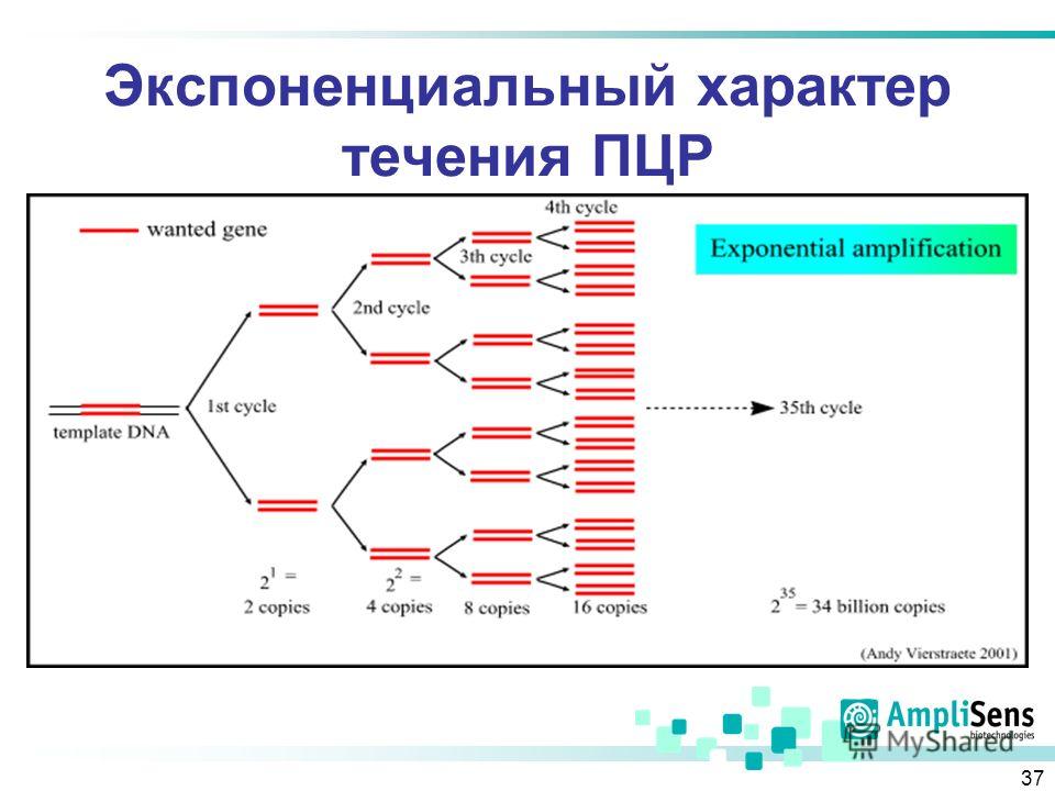 Что такое пцр. ПЦР метод исследования. Общая схема ПЦР.