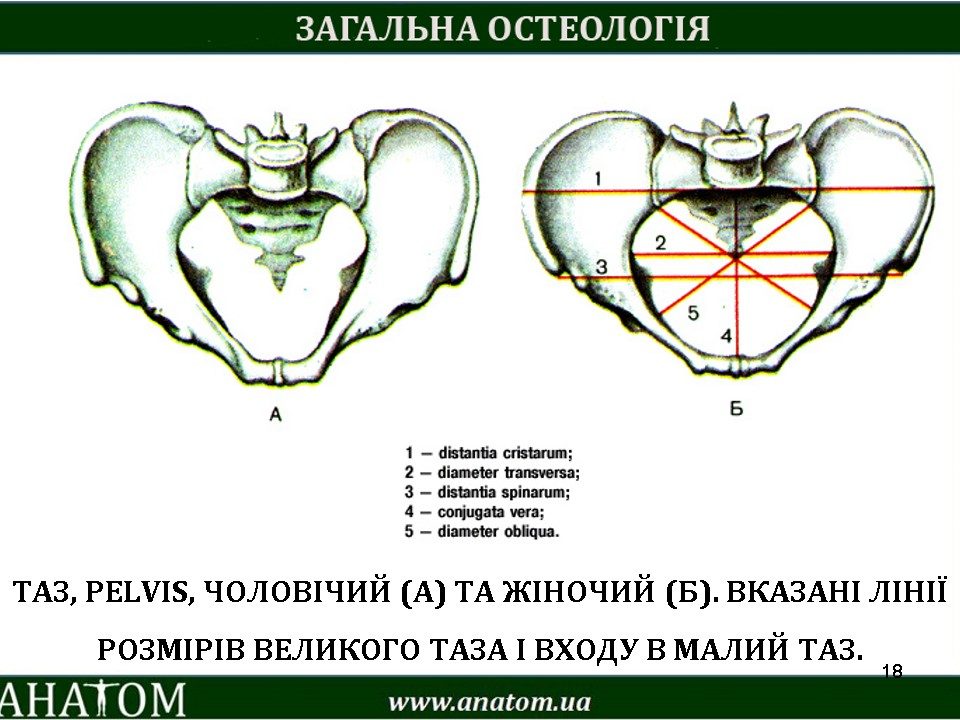 Плоскости таза. Прямой размер входа в малый таз. Женский таз с указанием размеров. Левый косой размер.