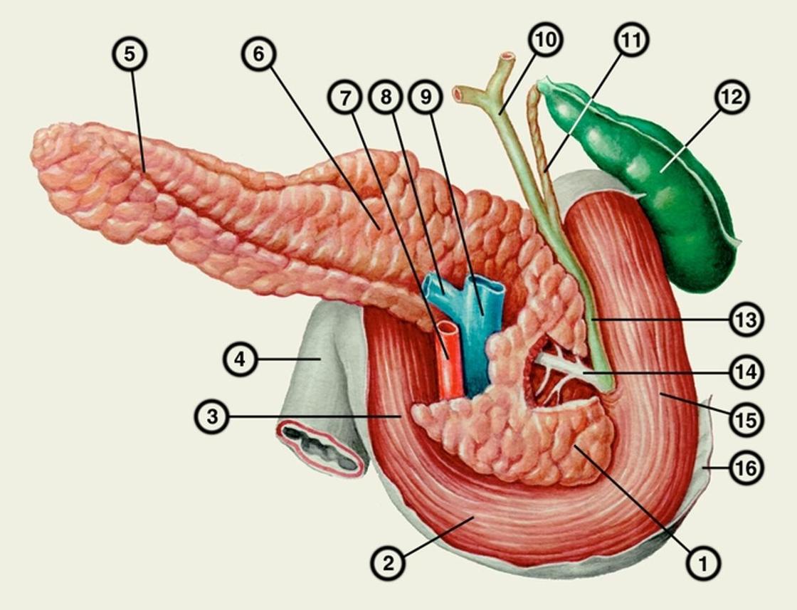 Картинок где находится. Строение поджелудочной железы анатомия. Поджелудочная железа анатомия без подписей. Tuber omentale поджелудочной железы. Анатомическое строение поджелудочной железы.