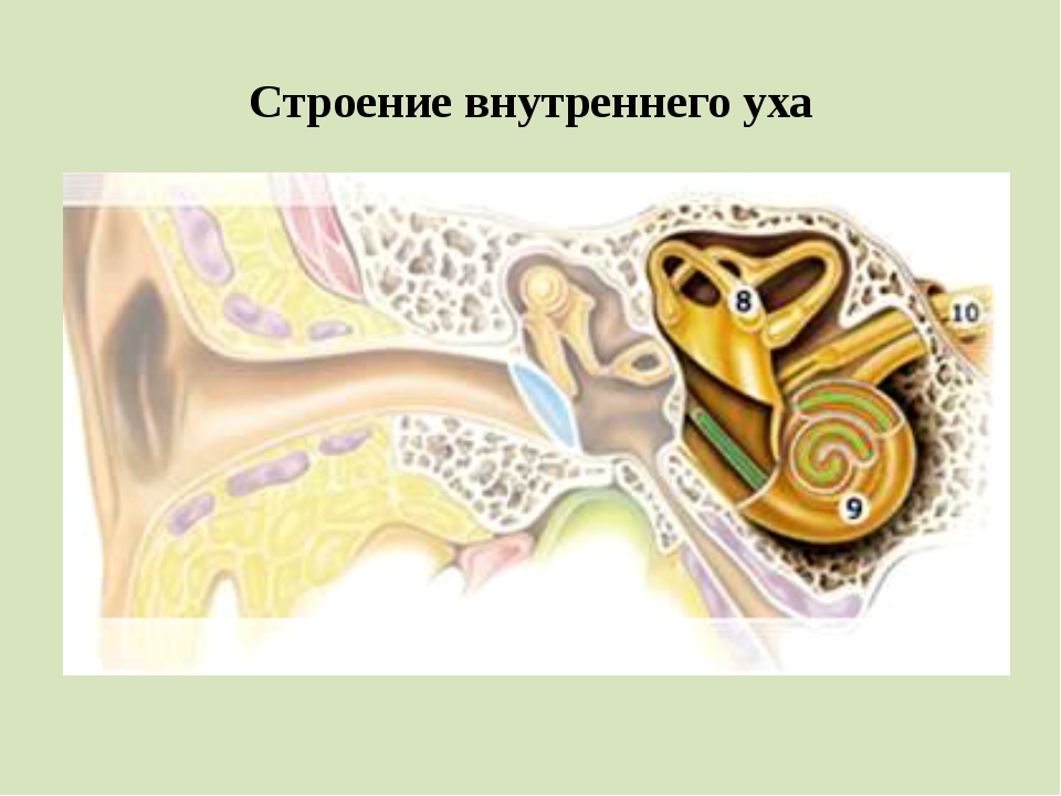 Внутреннее ухо выполняет. Слуховой анализатор строение внутреннего уха. Строение внутреннего уха анатомия. Кохлеарный неврит слухового нерва. Строение улитки внутреннего уха человека.