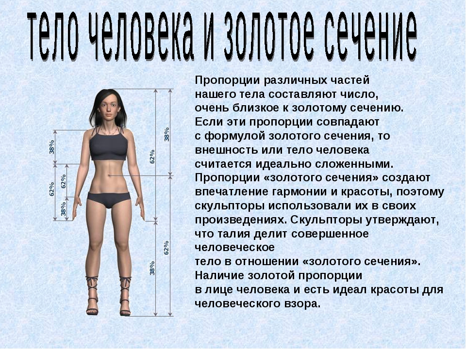 Составляющие должны быть максимально. Пропорции женского тела золотое сечение. Идеальные пропорции фигуры. Соотношение пропорций тела. Соотношение пропорций тела женщины.