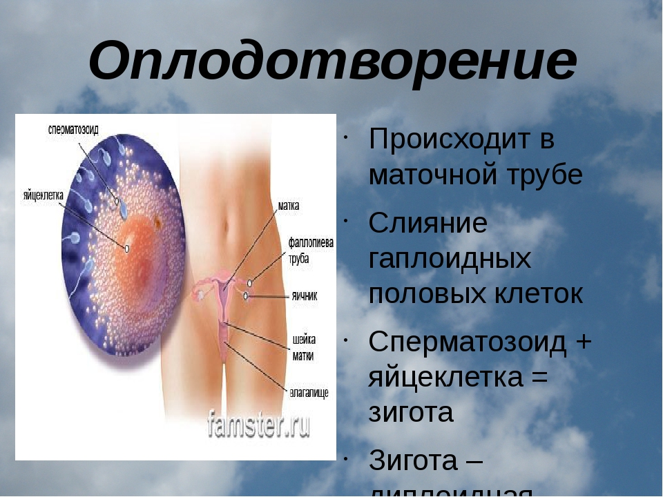 Кратко что происходит. Оплодотворение у человека. Где происходит оплодотворение. Процесс оплодотворения происходит в. Оплодотворение происходит в маточной.