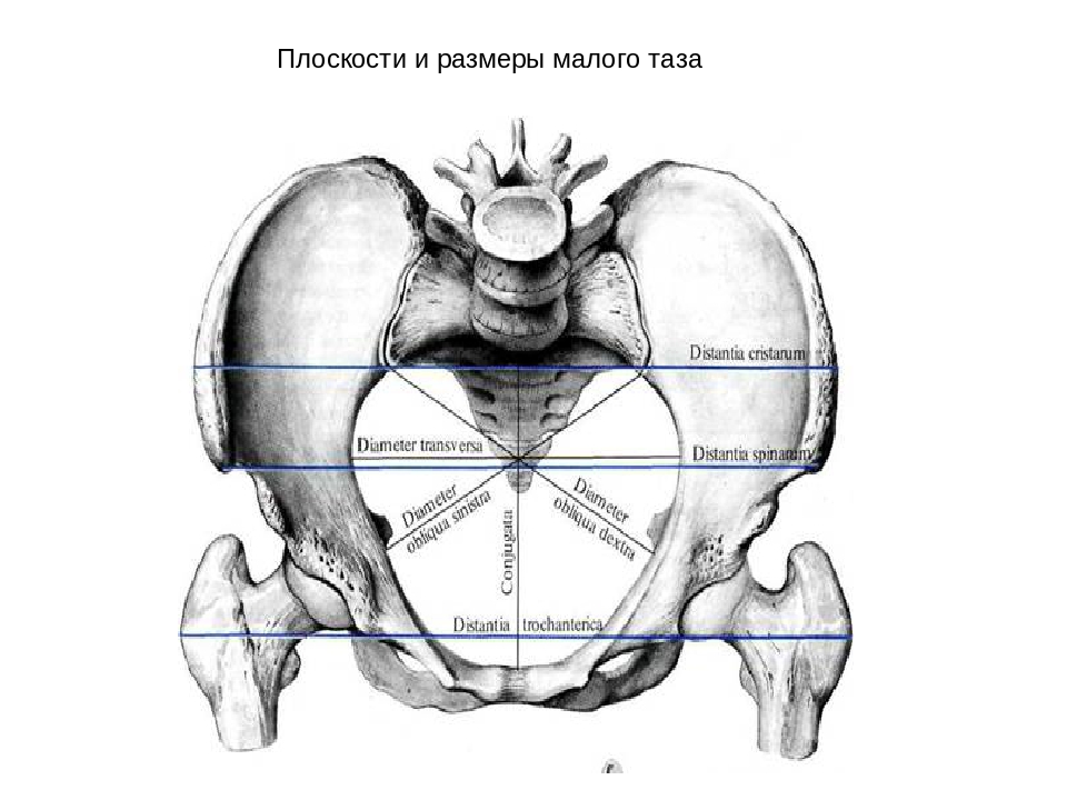 Малый таз. Плоскости и Размеры малого таза. Малый таз плоскости и Размеры. Плоскости входа в малый таз Акушерство. Прямой размер плоскости входа в малый таз.