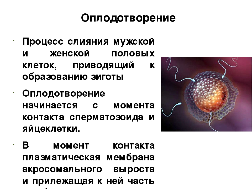 Неоплодотворенная яйцеклетка