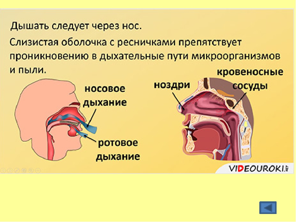 Повреждение верхних дыхательных путей. Дышать через нос. Дыхательные пути носа. Как дышать носом. Воздух через нос.