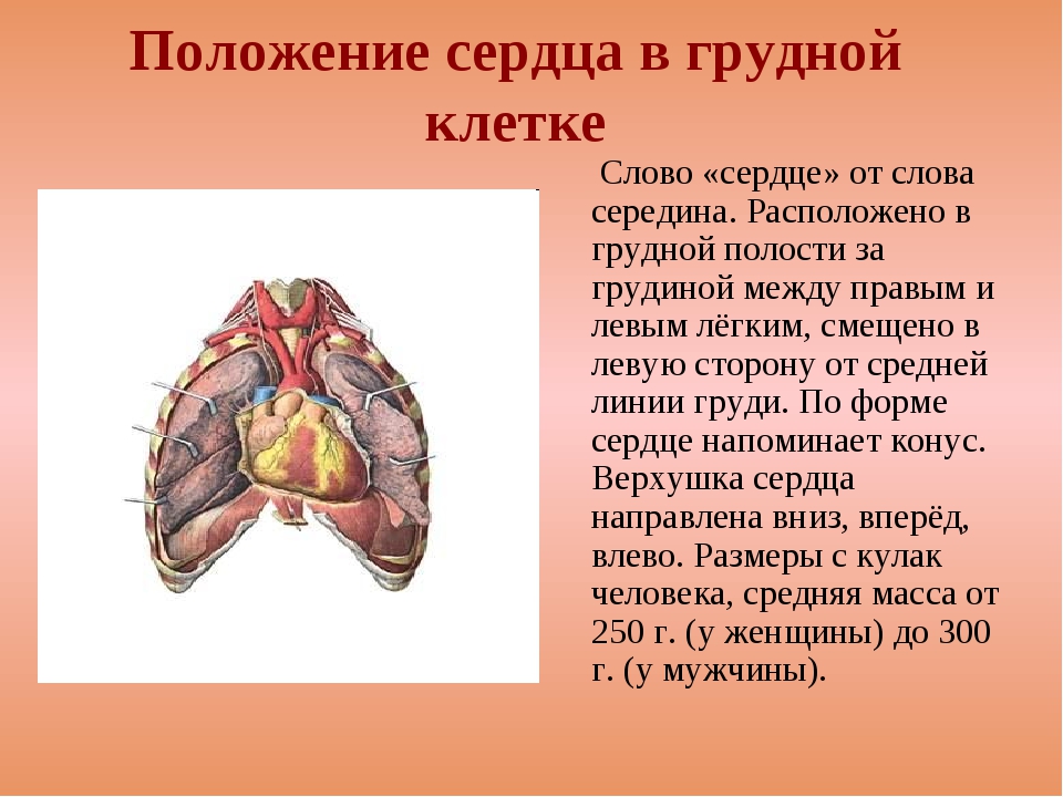 Сердце снизу. Положение сердца в грудной клетке. Положение сердца в грудной полости. Охарактеризуйте расположение сердца. Положение сердца в грудной полости кратко.
