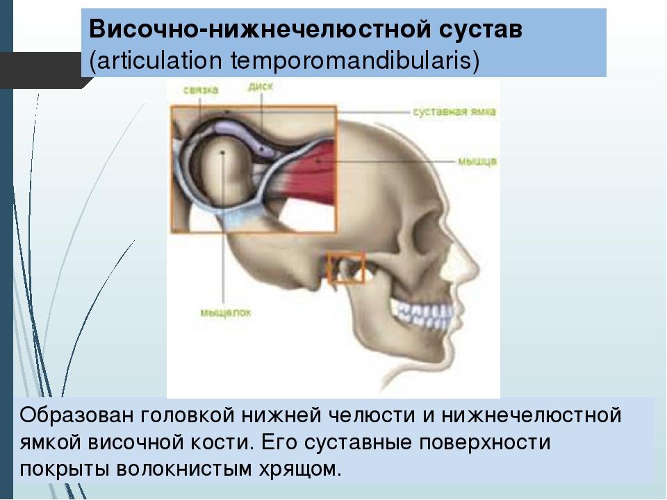 Соединение нижнечелюстной и височных костей. Височно-нижнечелюстной сустав анатомия. Синовиальная мембрана височно нижнечелюстного сустава. Височно-нижнечелюстной сустав анатомия строение. Верхнечелюстной сустав ВНЧС.