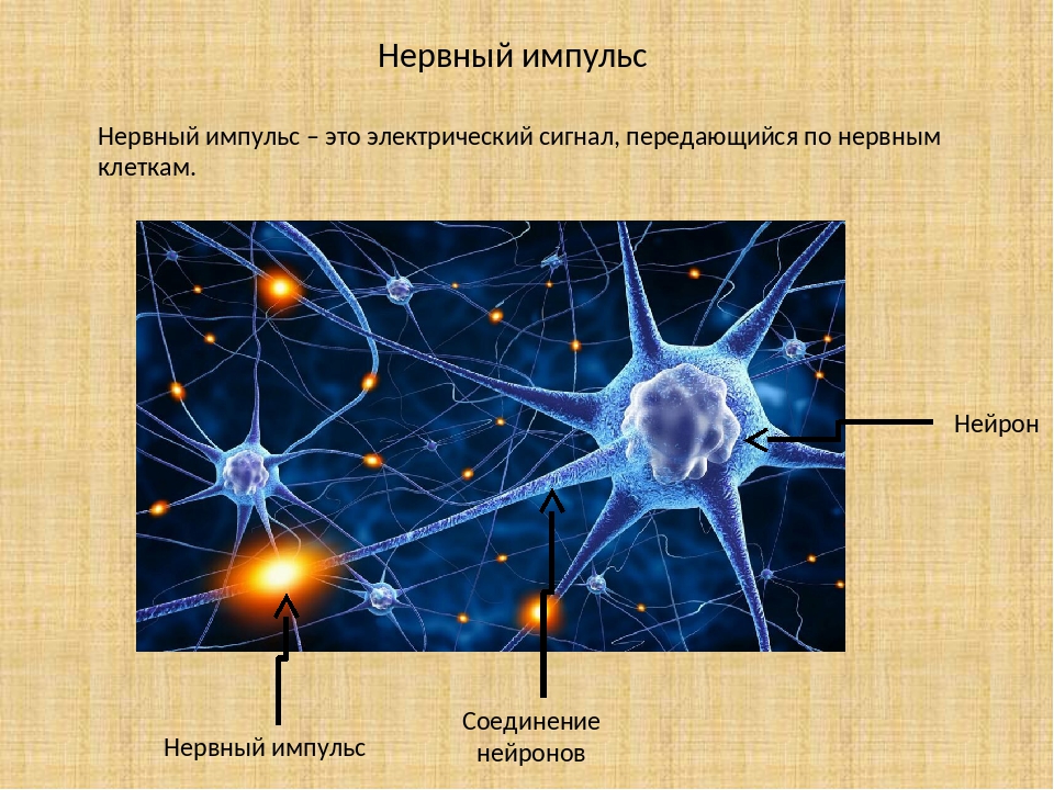 Нервный Импульс. Нервная клетка. Нейронная клетка. Нейроны передающие нервные импульсы.