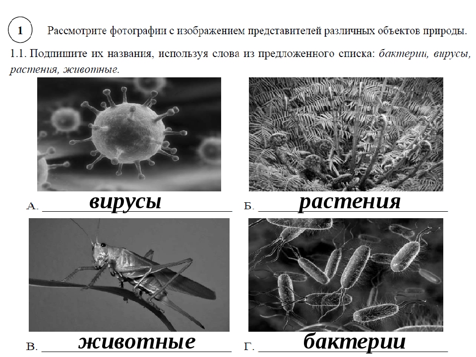 Общие признаки бактерий и вирусов. Признаки вирусов и бактерий. Вирусы животных и растений. Вирусы животных растений и бактерий. Бактерии вирусы грибы.