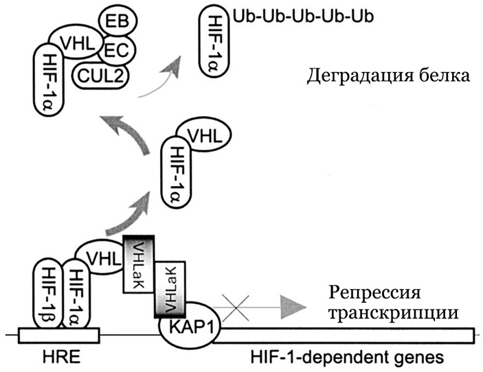 Рис. 4. Взаимодействие VHL и HIFα, реализующееся только при нормальном уровне доступа кислорода