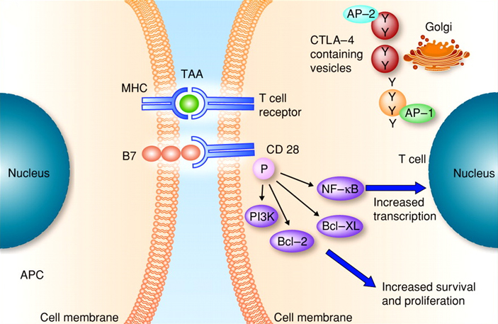 Рис. 4. Иммунный синапс при взаимодействии Т-клетки и дендритной клетки