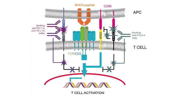 Рис. 6. Иммунный синапс с участием антител-блокаторов ингибирующих сигналов