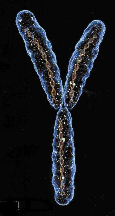 хромосома мужской пол