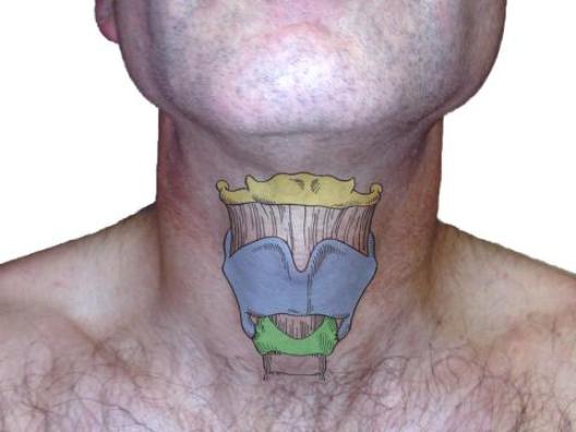 строение щитовидного хряща
