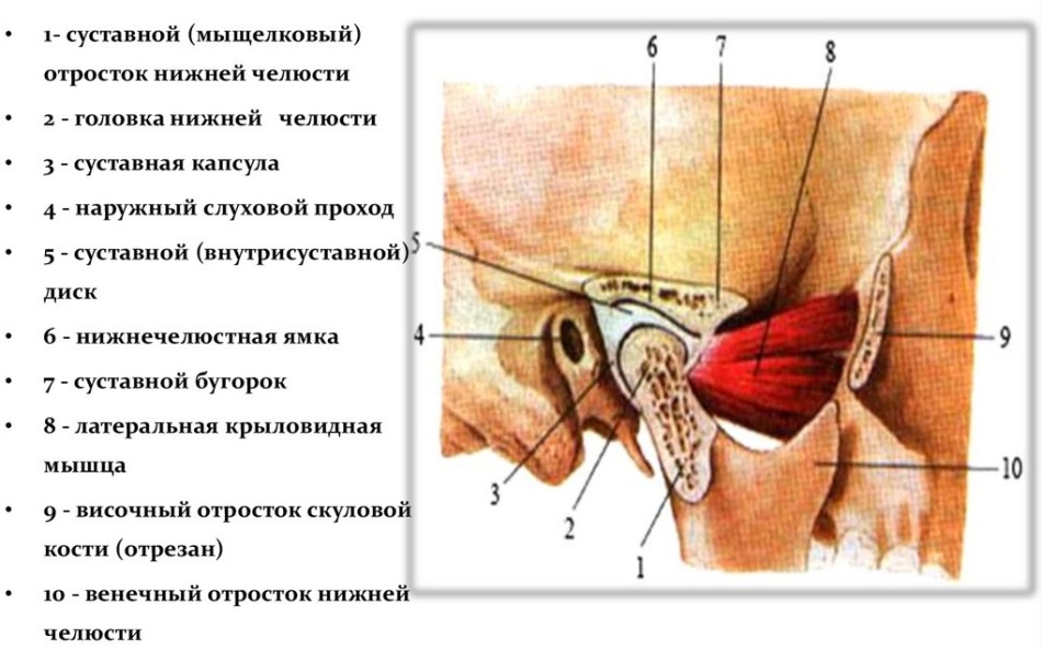 Строение костей нижне-челюстного узла взрослого человека