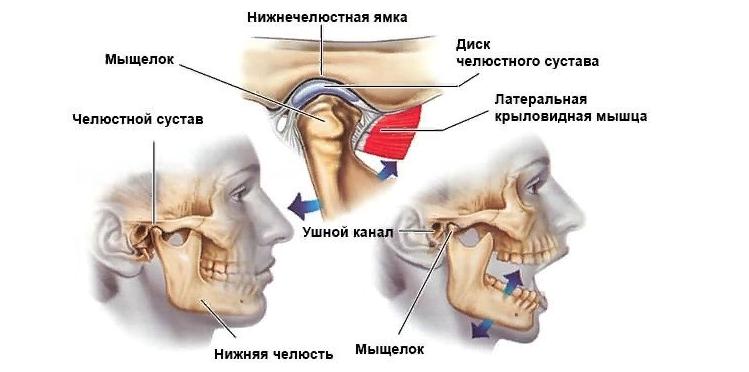 Кости нижне-челюстного сустава