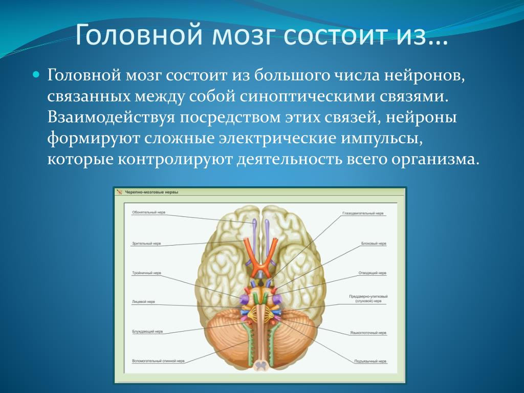 Из какого вещества состоят мозги. Головной мозг состоит из. Головной мозг момтоитиз. Головрй мозг сомтоит и.
