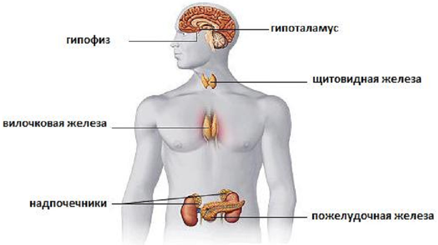 Жвс это. Гипоталамус гипофиз щитовидная железа схема. Функции эндокринная система железы внутренней секреции. Эндокринная система железы секреции. Физиология желез внутренней секреции физиология.