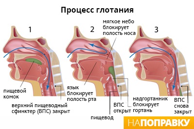 Глотание (схема)