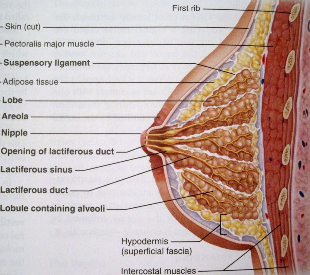 Женская грудь в разрезе
