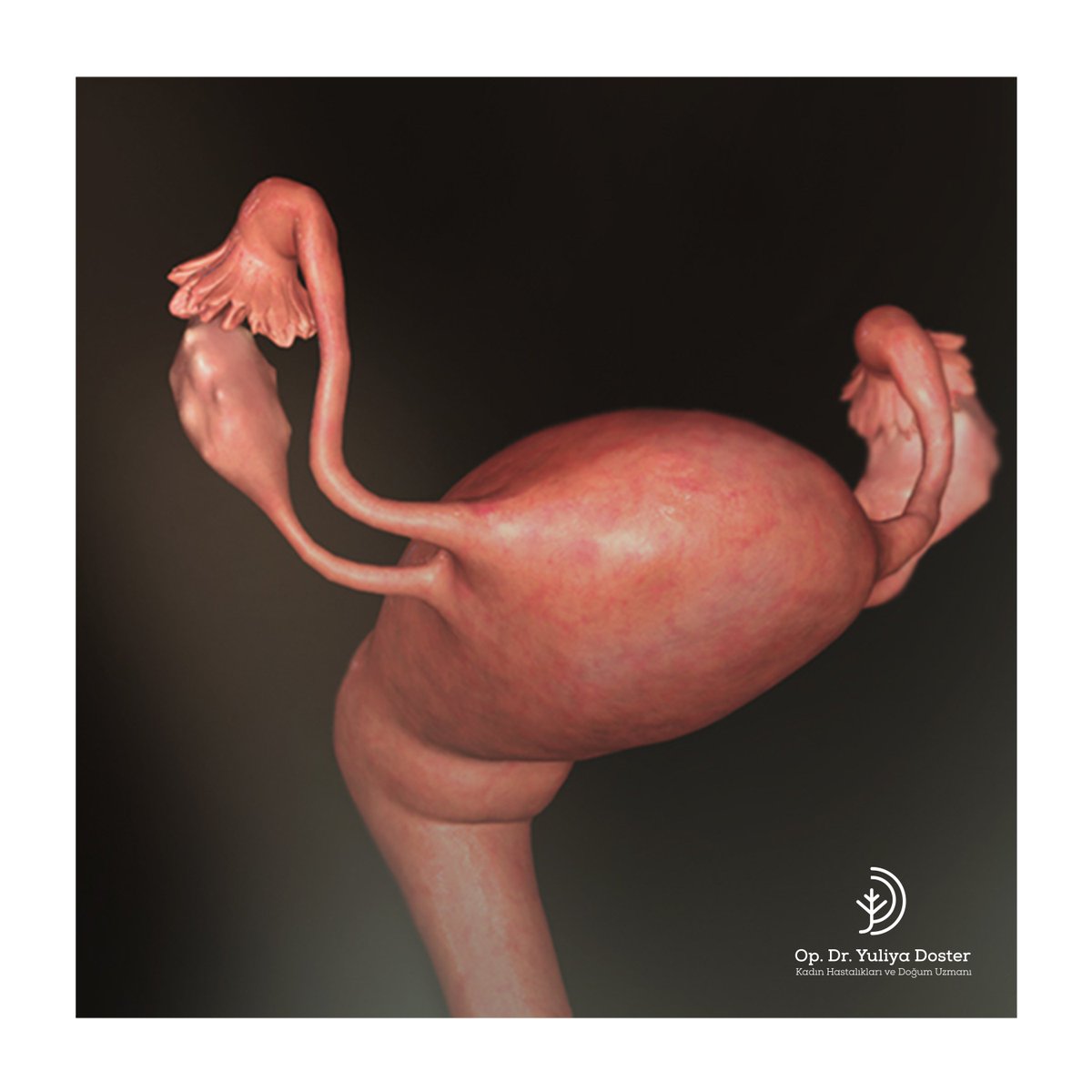 8 неделя тошнит. Эмбрион на 2 недели беременности. Зародыш 1-2 неделя беременности. Матка с эмбрионом на 2 недели.