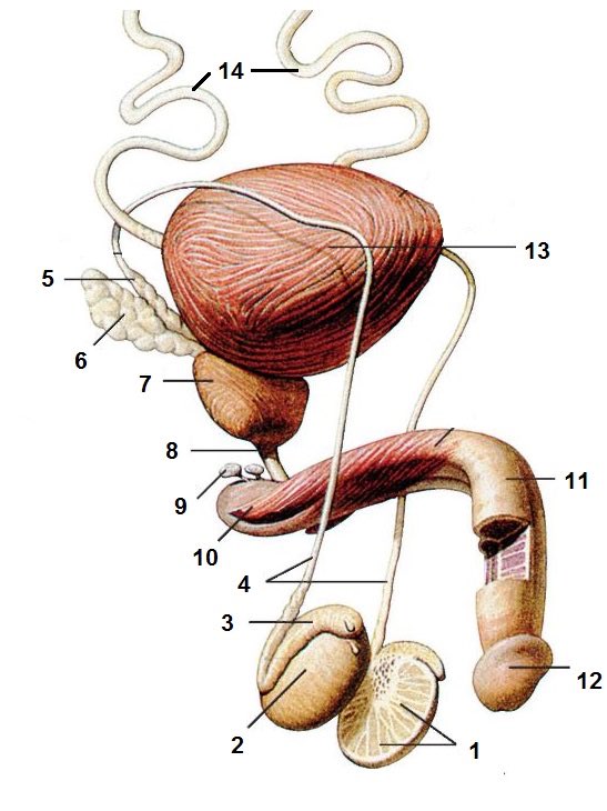 Органы мужской половой системы рисунок. Мужской половой орган. Строение мужского полового органа. Анатомия мужских половых органов. Строение мужских гениталий.