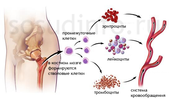 Формирование клеток крови из костного мозга. При апластической и гипопластической анемиях наблюдаются нарушения при выработке лейкоцитов