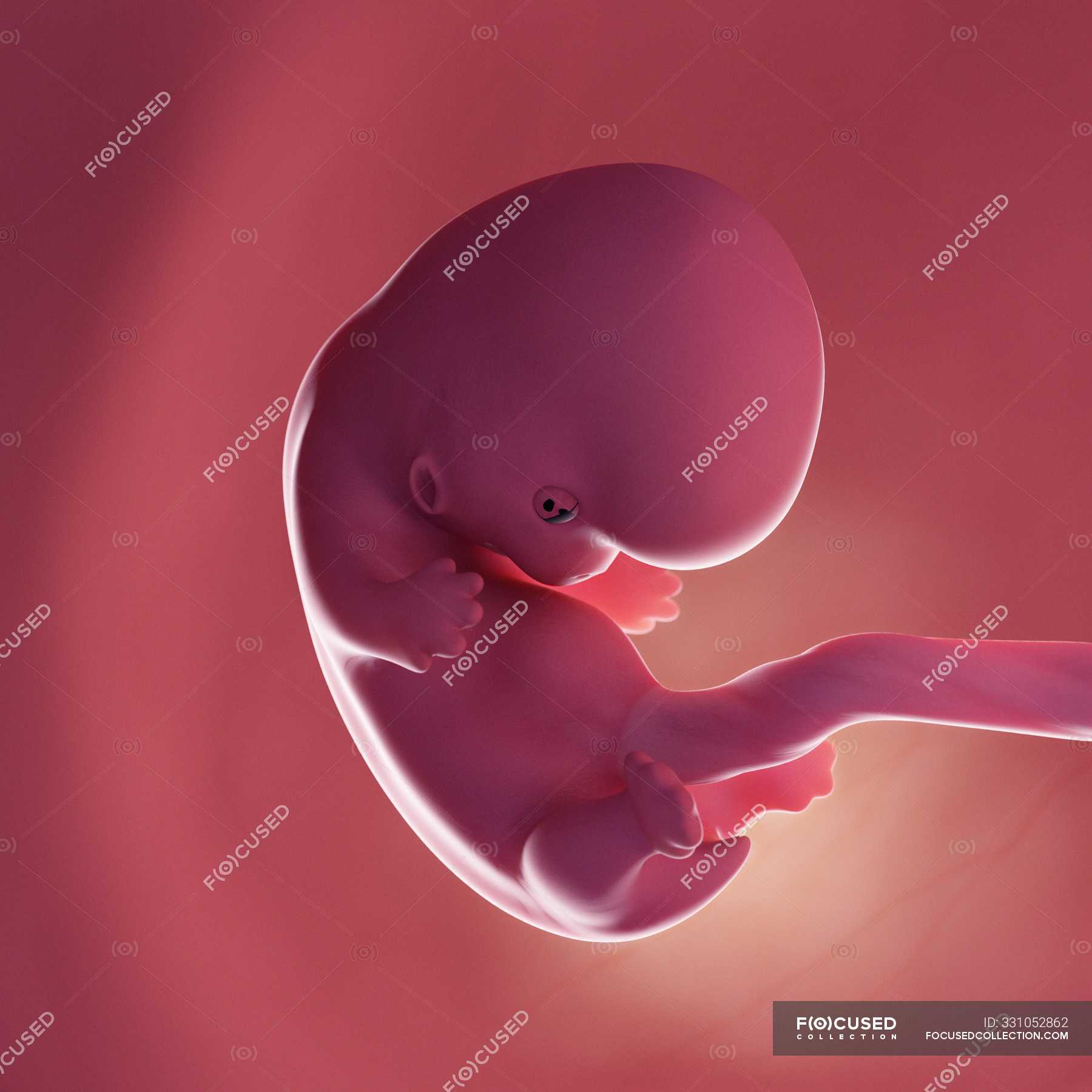 6 неделя новорожденному. Зародыш человека 8 недель. Эмбрион человека восемь недель. Человеческий эмбрион на 8 неделе.