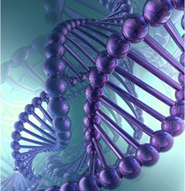 Процесс оплодотворения яйцеклетки завешается формированием генома