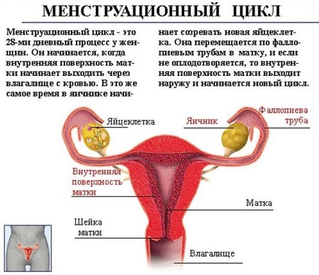 Что такое менструационный цикл
