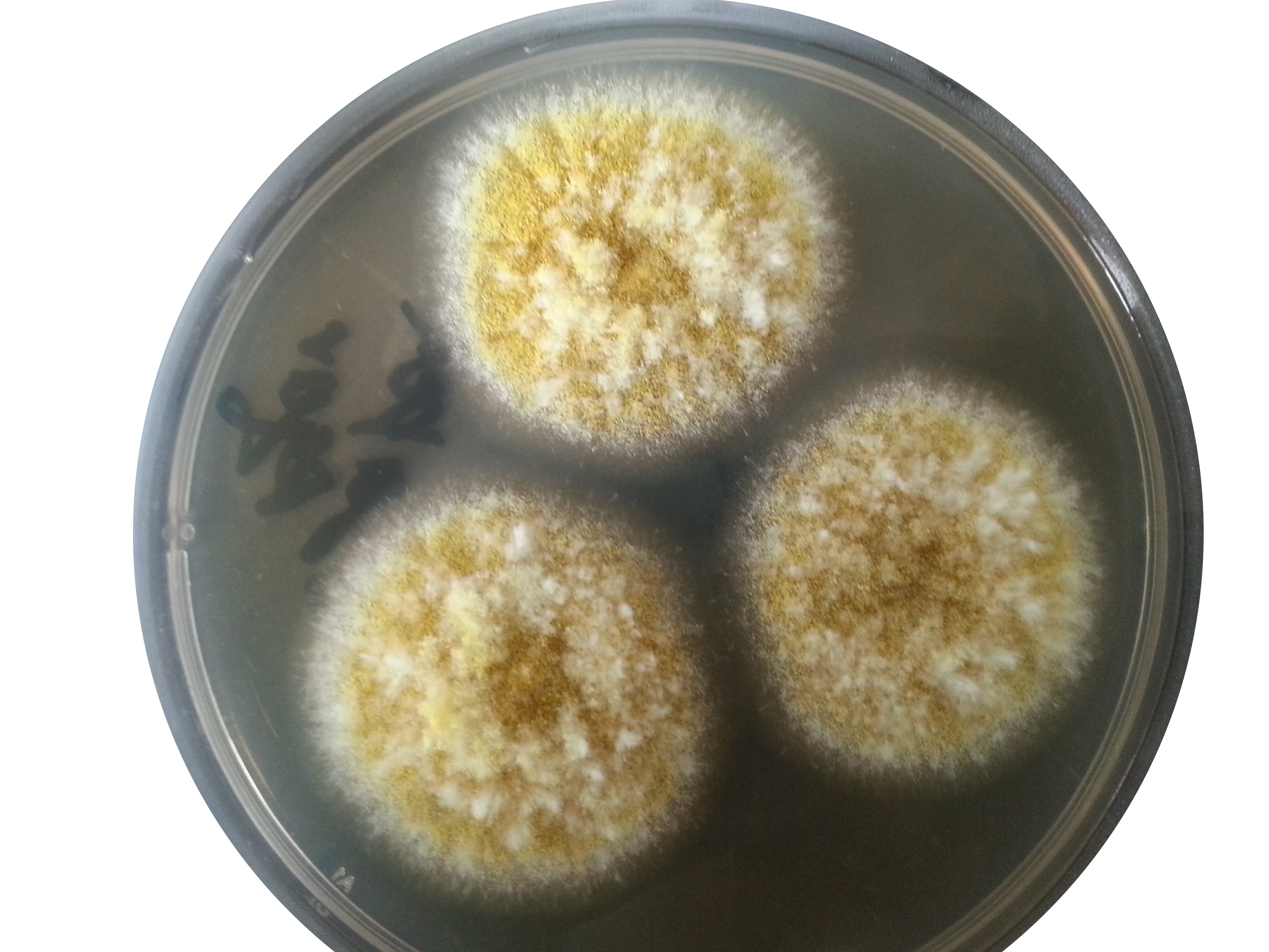 Аспергилл flavus. Aspergillus fumigatus - гриб. Грибы Aspergillus flavus. Плесневые грибы аспергиллус. Плесневые грибы и антибиотики