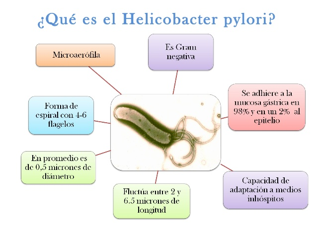 Menú para helicobacter pylori