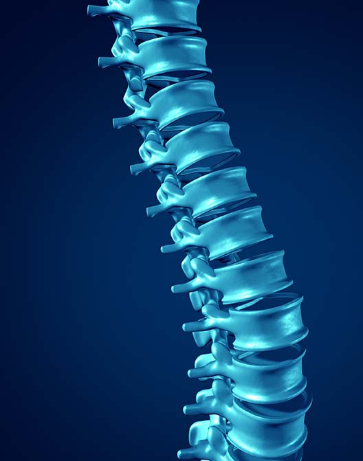 spine medical graphic